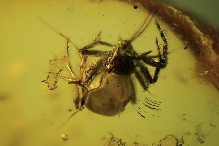 Fossil Spider (Araneae) In Baltic Amber #109498